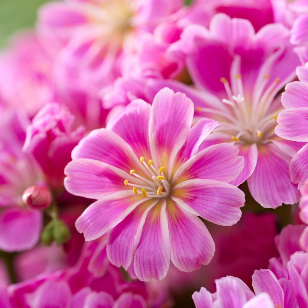 Lewisia Safira Tropic Pink