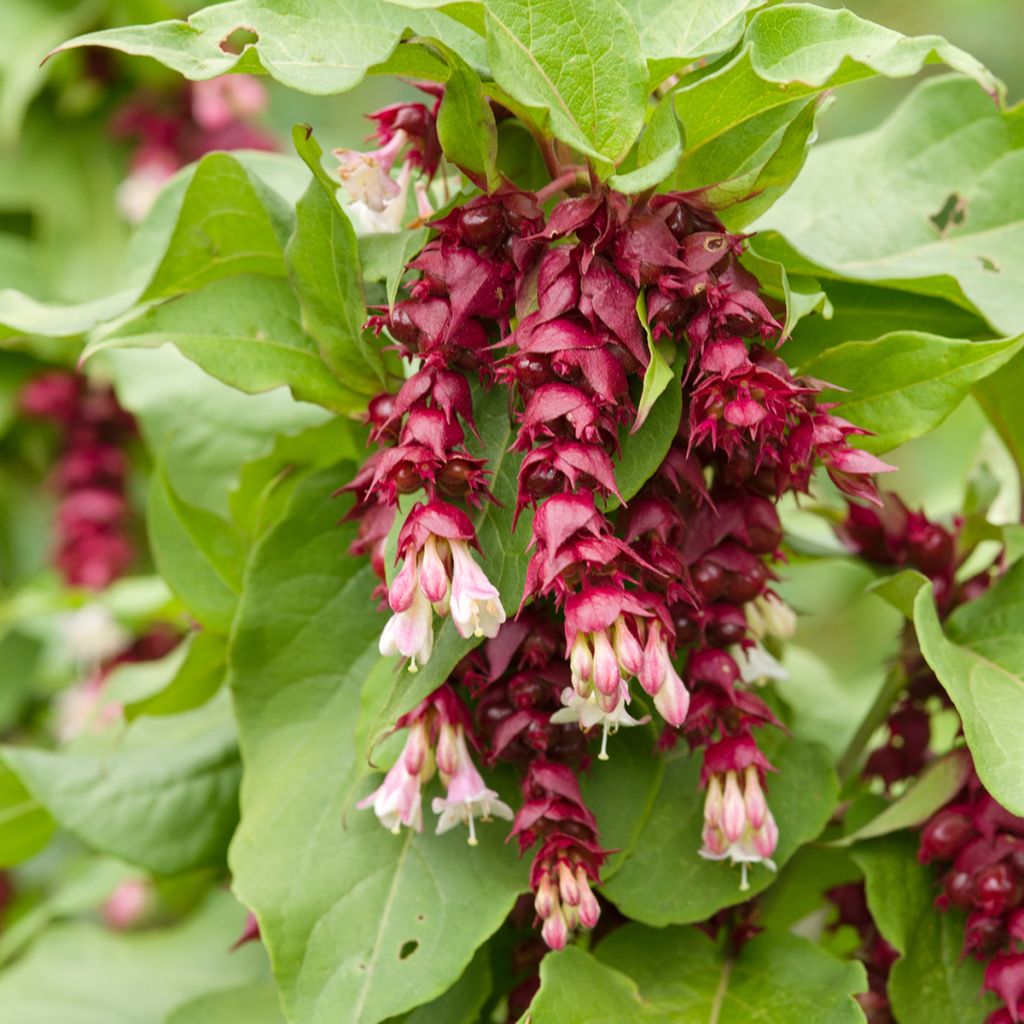 Graines d'Arbre-aux-faisans - Leycesteria formosa