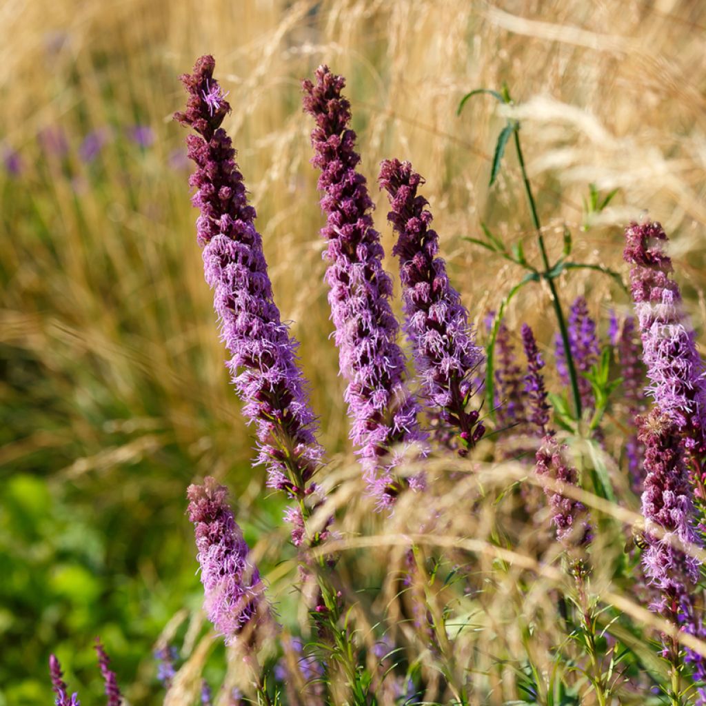 Liatris spicata, Liatride à épis, Plume du Kansas