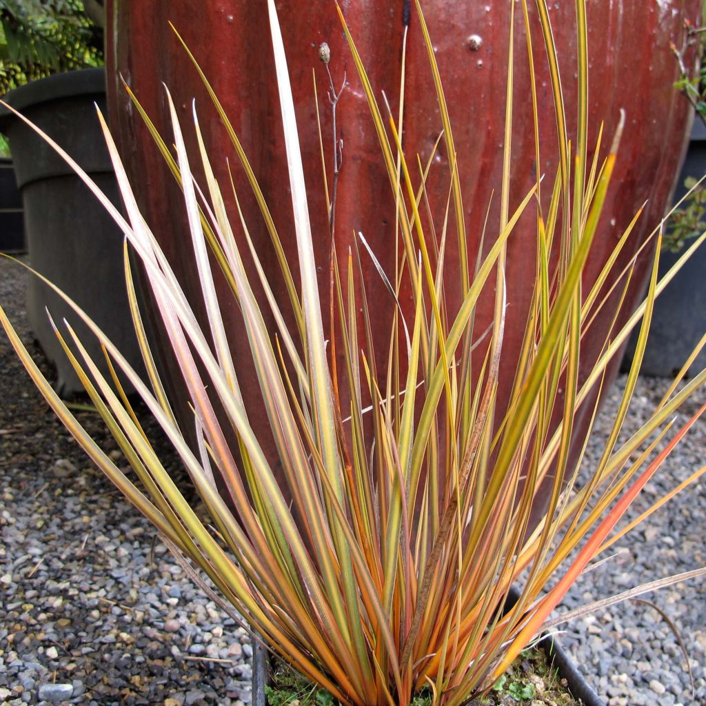 Libertia ixioides Taupo Blaze - Iris de Nouvelle-Zélande