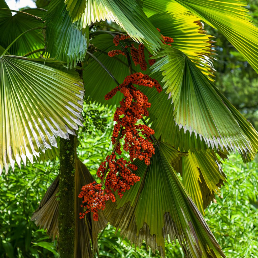 Licuala grandis - Palmier cuillère