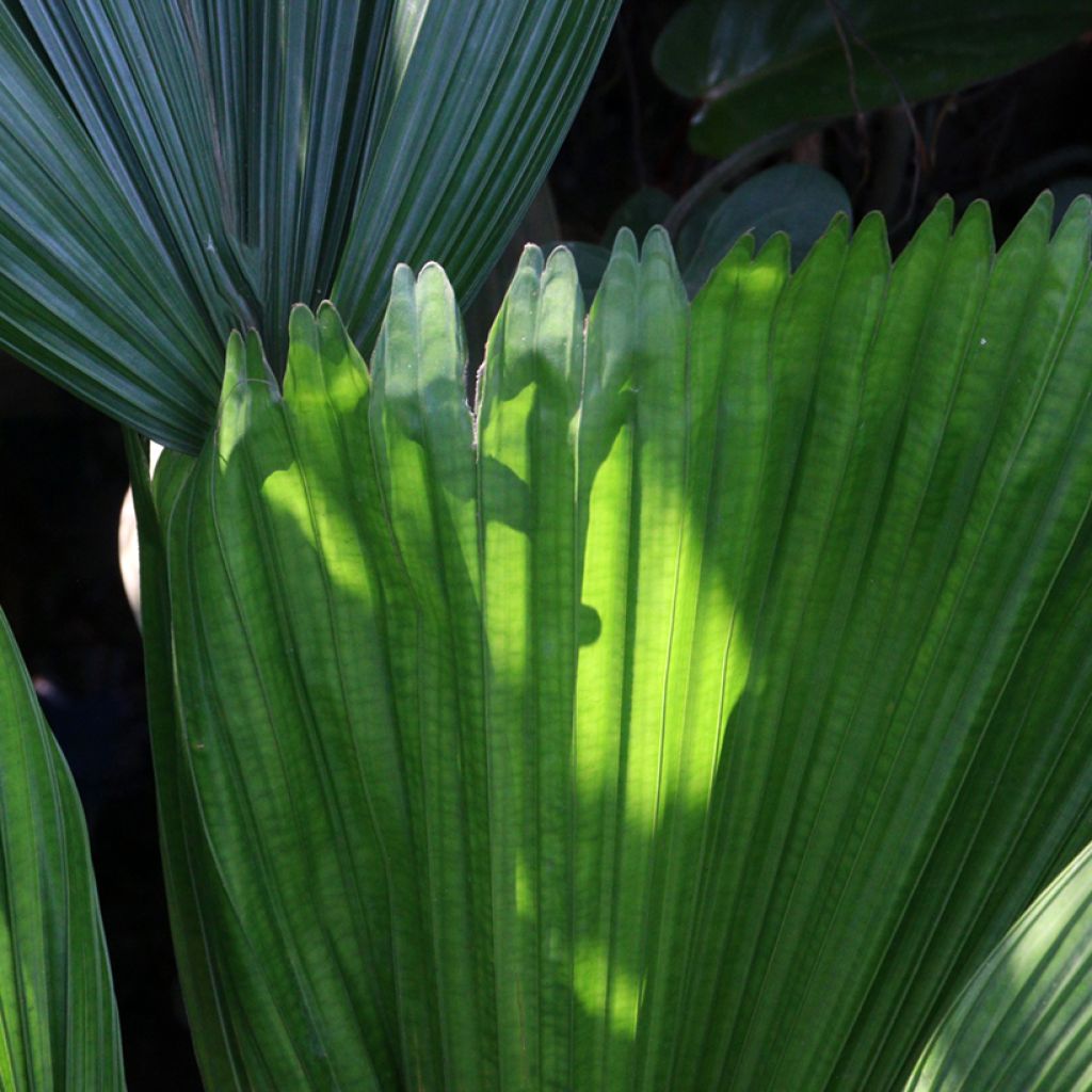 Licuala grandis - Palmier cuillère