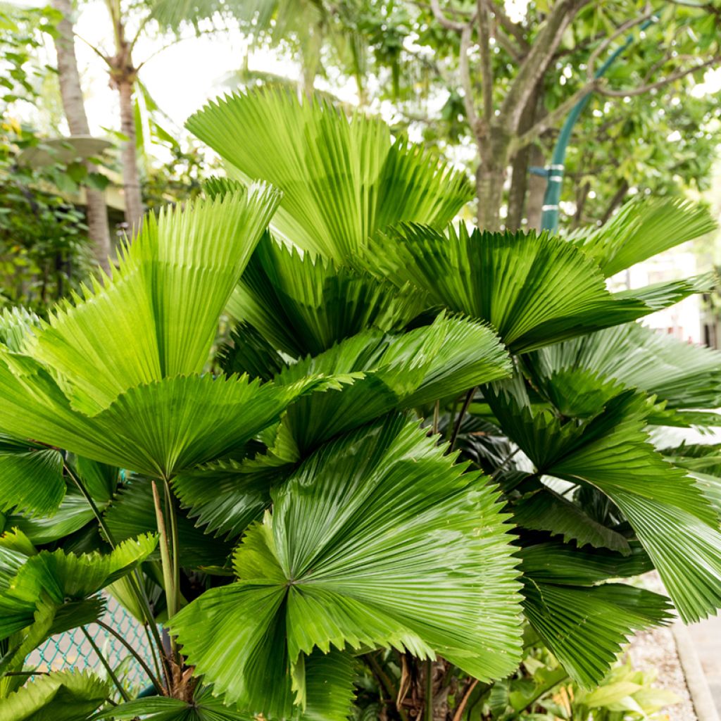 Licuala grandis - Palmier cuillère