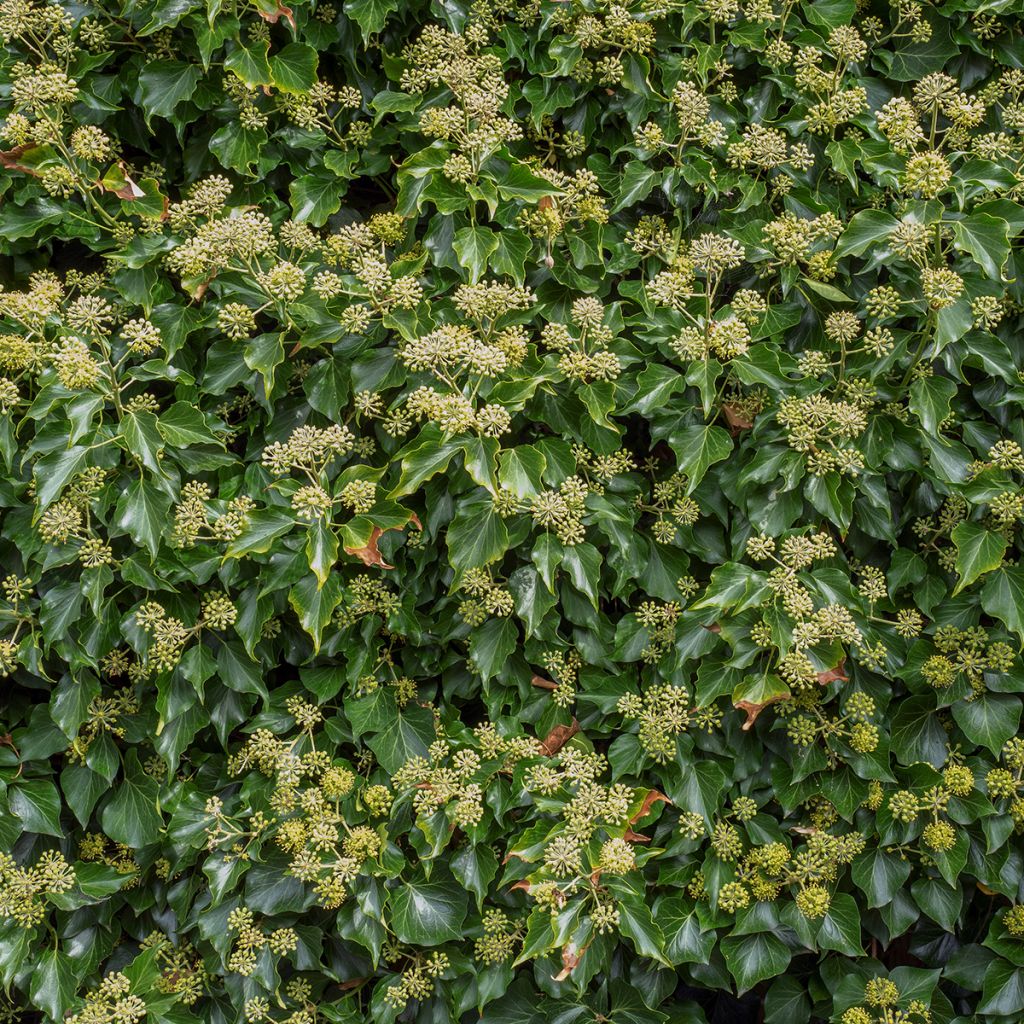Lierre arbustif - Hedera helix Arborescens