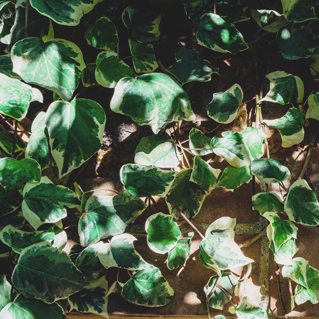 Lierre commun - Hedera helix Marginata Elegantissima
