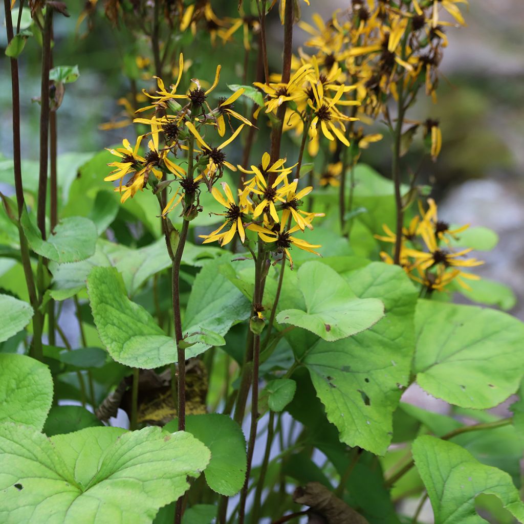 Ligulaire hessei Lanternchern - Ligularia x hessei Lanternchen
