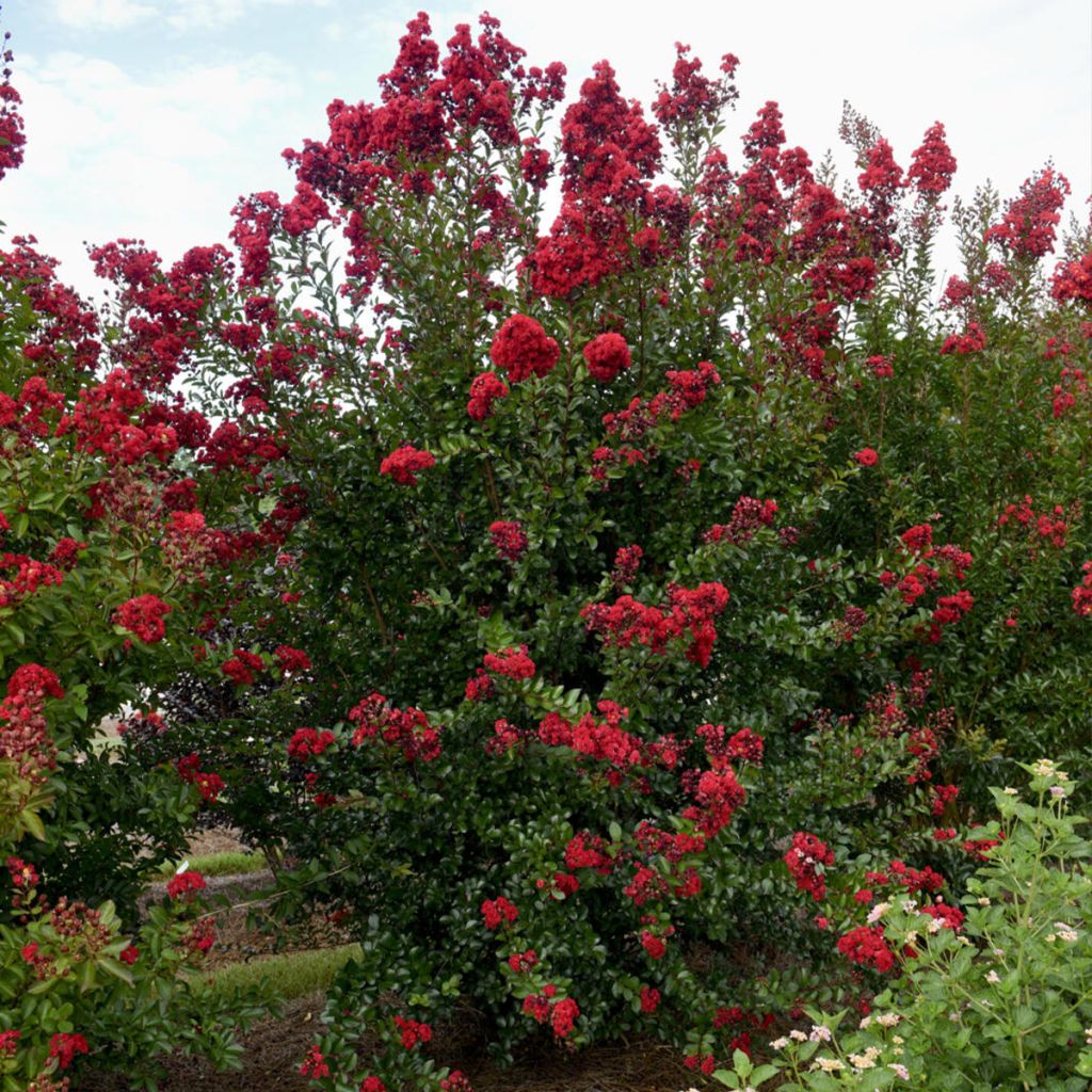 Lilas des Indes - Lagerstroemia Ruffled Red Magic
