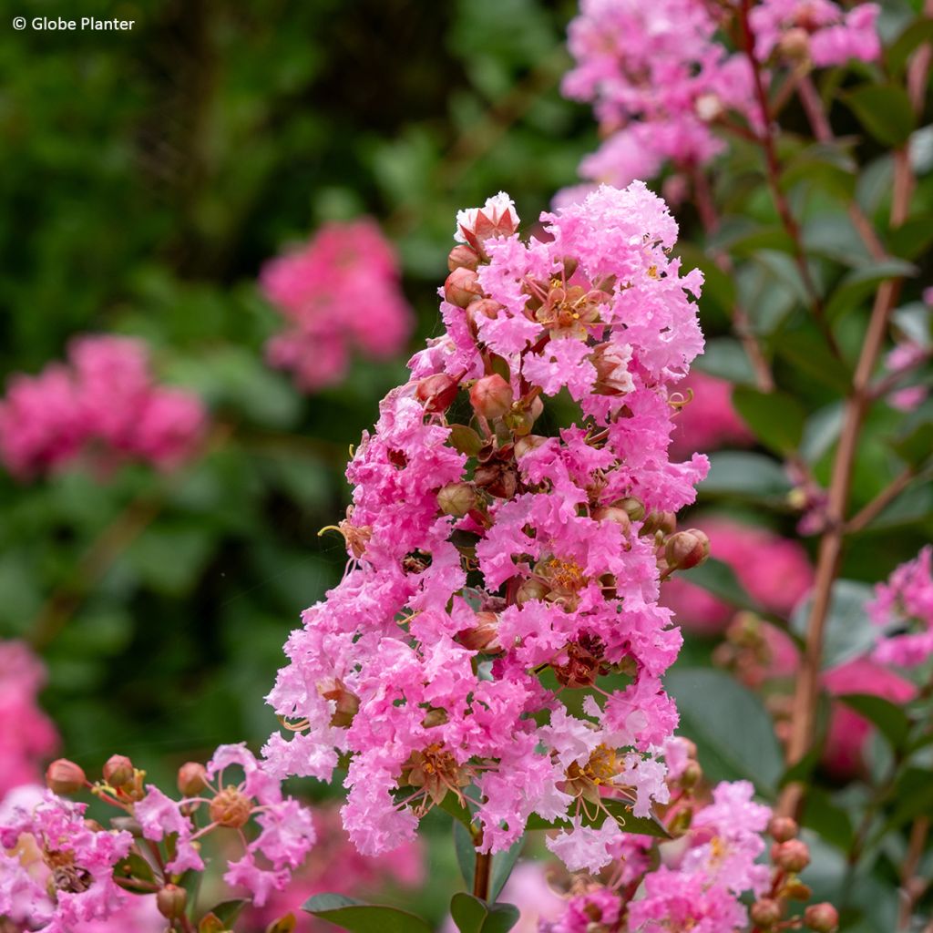 Lilas des Indes - Lagerstroemia indica Gourmet Choco Pink