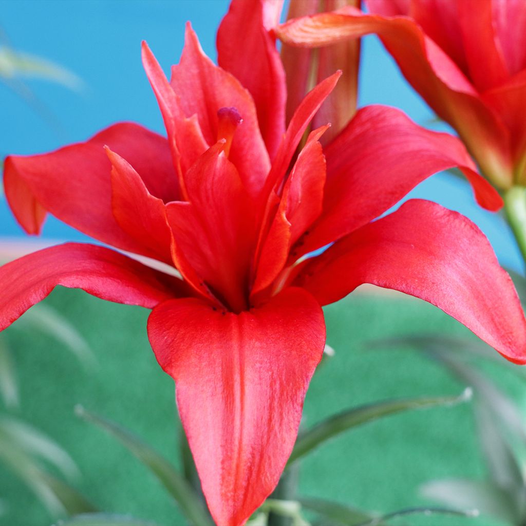 Lis asiatique double Bald Eagle