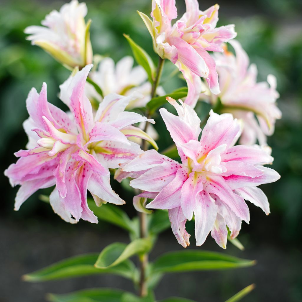Lis oriental double - Lilium Magic Star