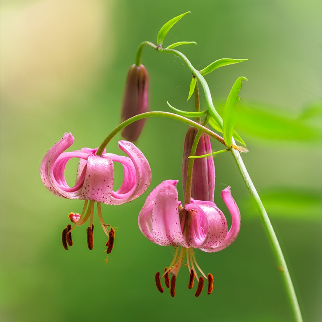 Lis botanique - Lilium martagon Rose