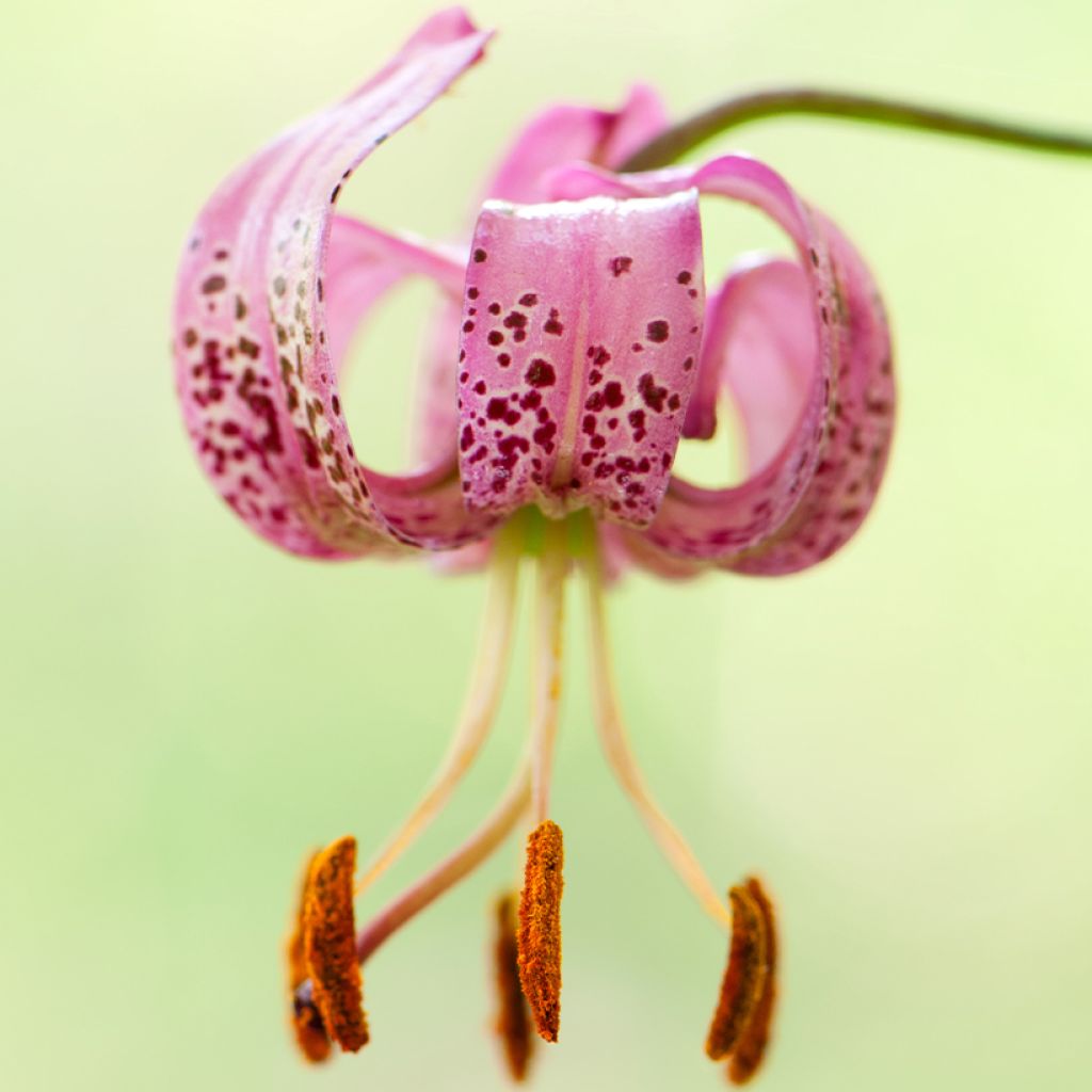 Lis botanique - Lilium martagon Rose