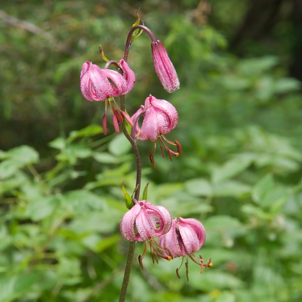Lis botanique - Lilium martagon Rose