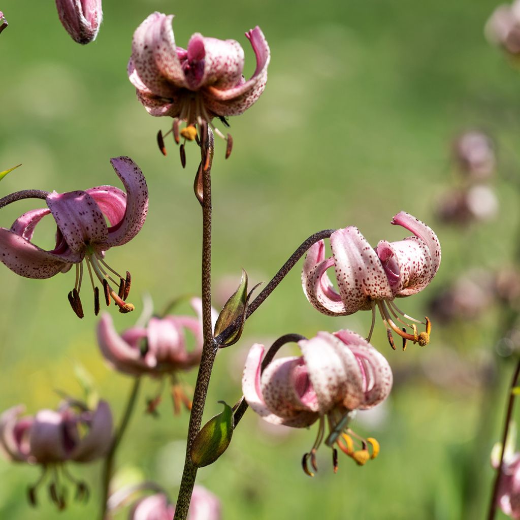 Lis botanique - Lilium martagon Rose