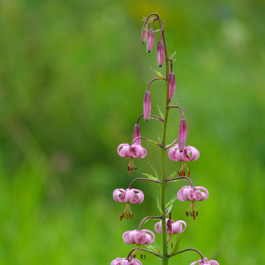 Lis botanique - Lilium martagon Rose