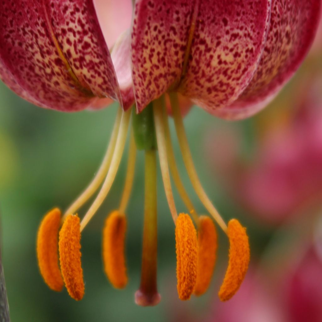 Lis hybride de martagon - Lilium x martagon Russian Morning