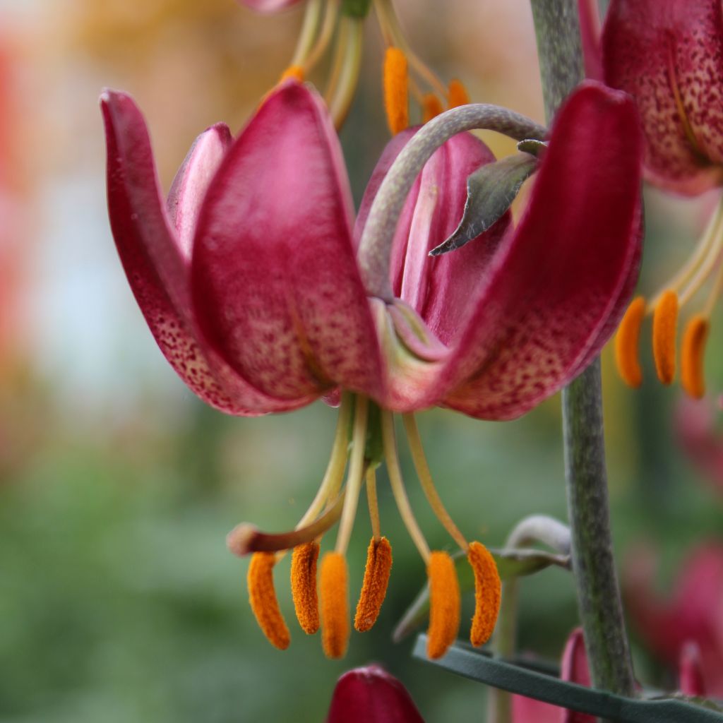 Lis hybride de martagon - Lilium x martagon Russian Morning