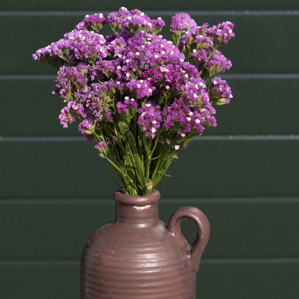 Graines de Statice Forever Rose - Limonium sinuatum
