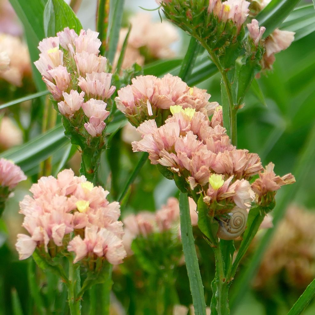 Graines de Statice QIS Apricot - Limonium sinuatum