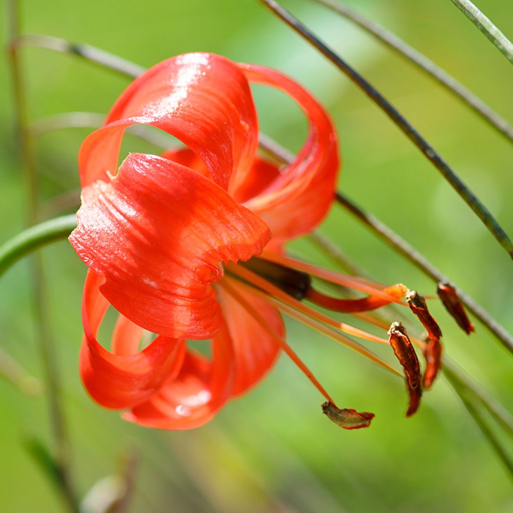 Lis botanique corail - Lilium pumilum