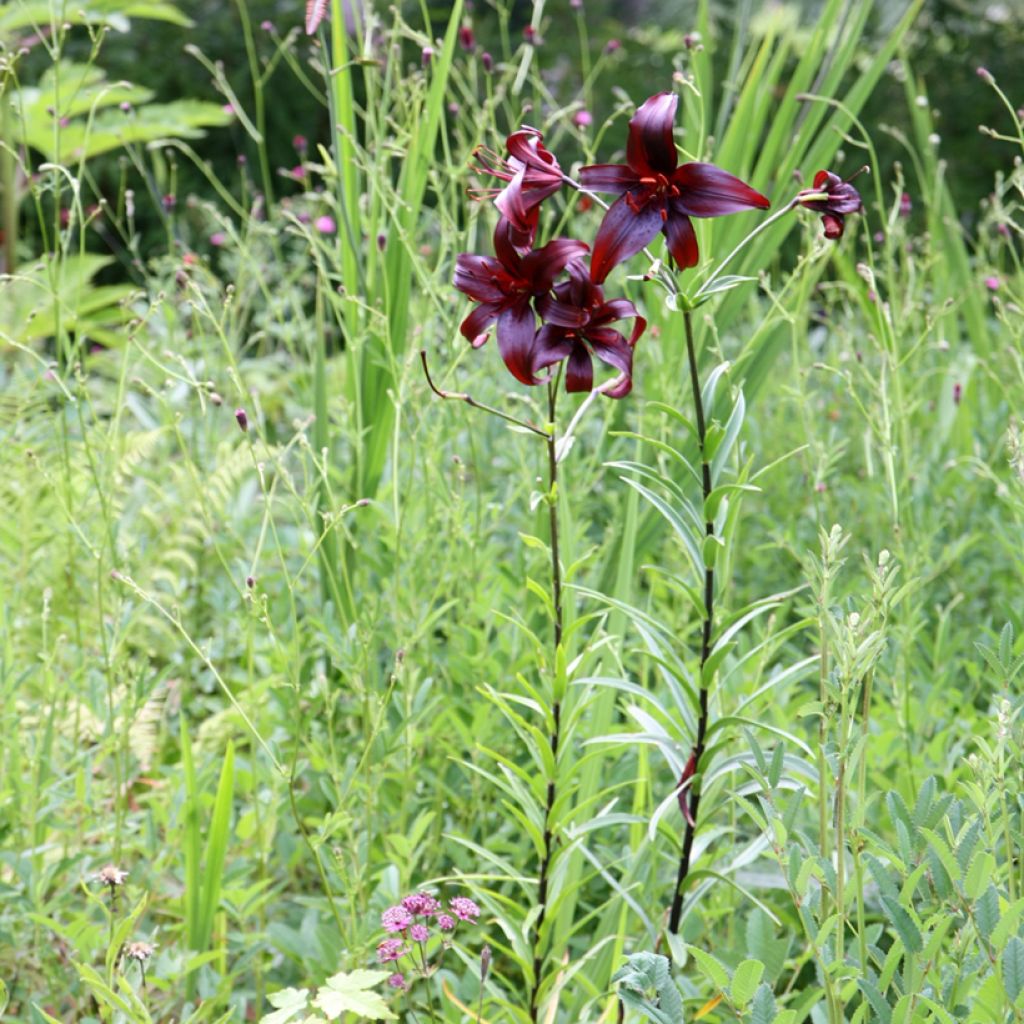 Lis hybride Night Flyers