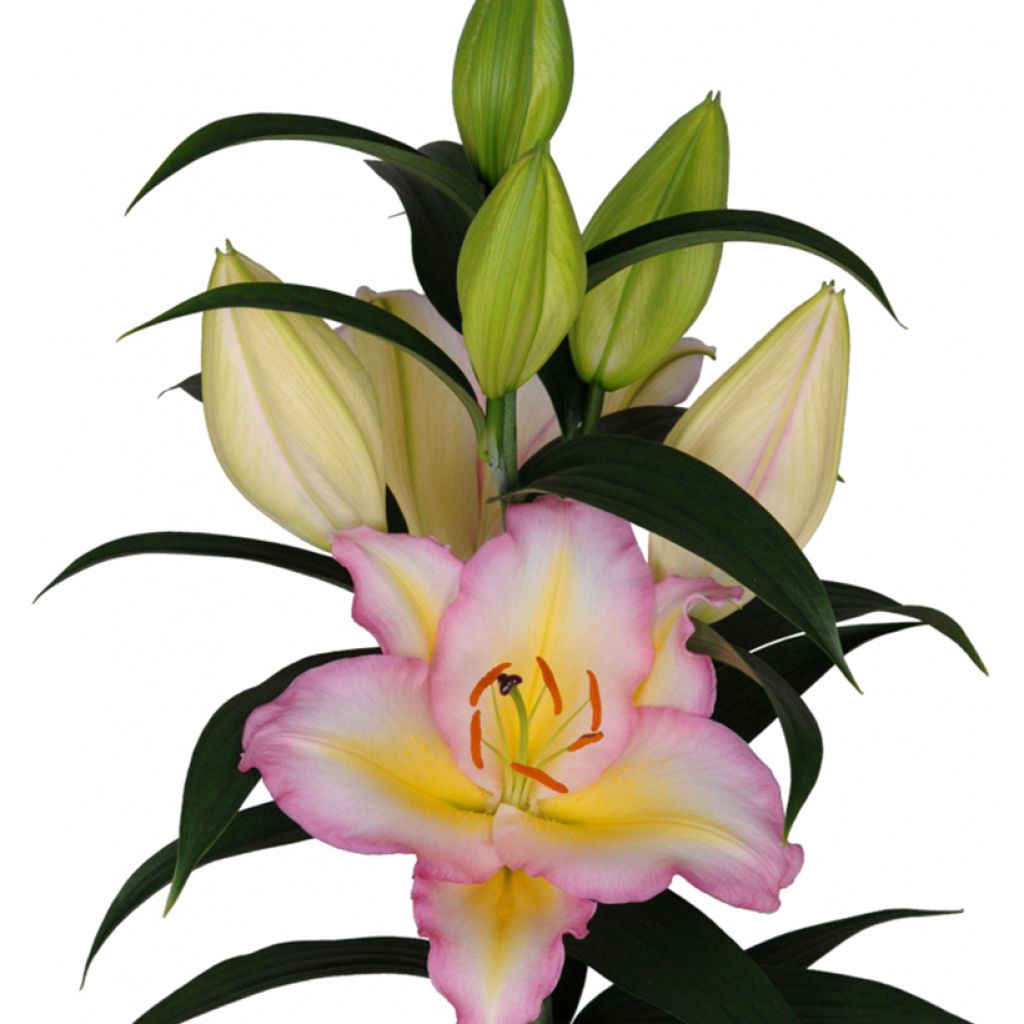 Lis oriental Captain Tricolor