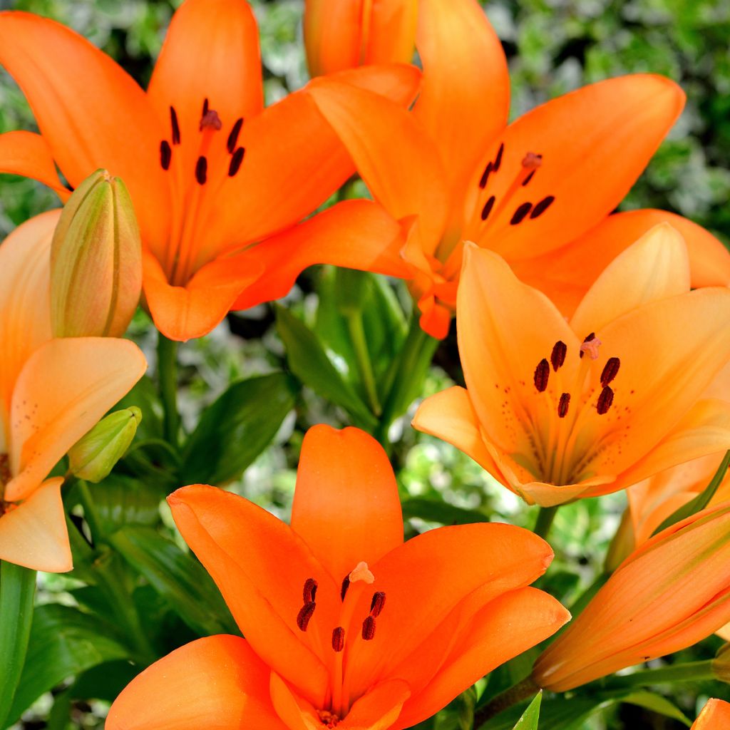 Lis hybride Surfside