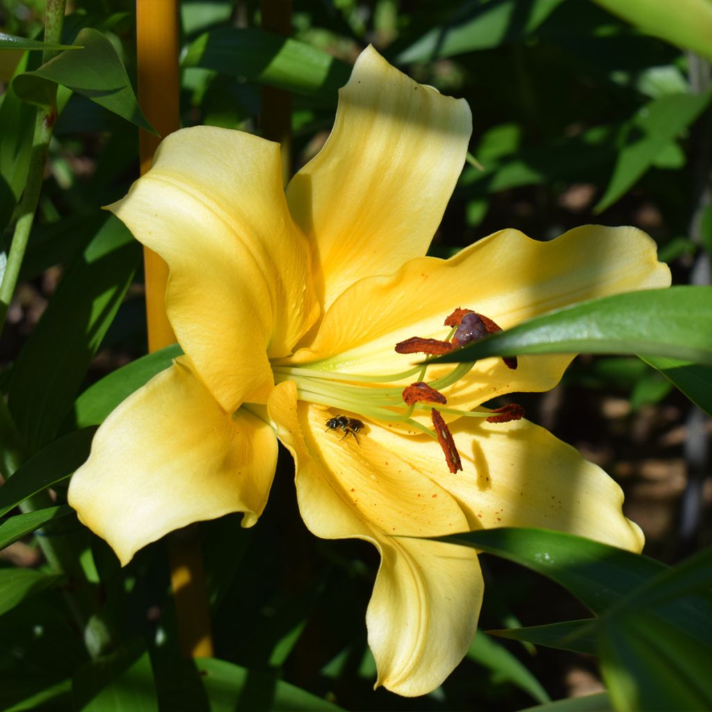 Lis hybride oriental Corcovado