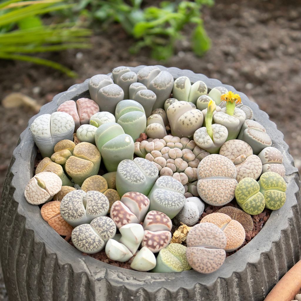 Graines de Lithops Pebble Plants Mixed - Plante cailloux en mélange