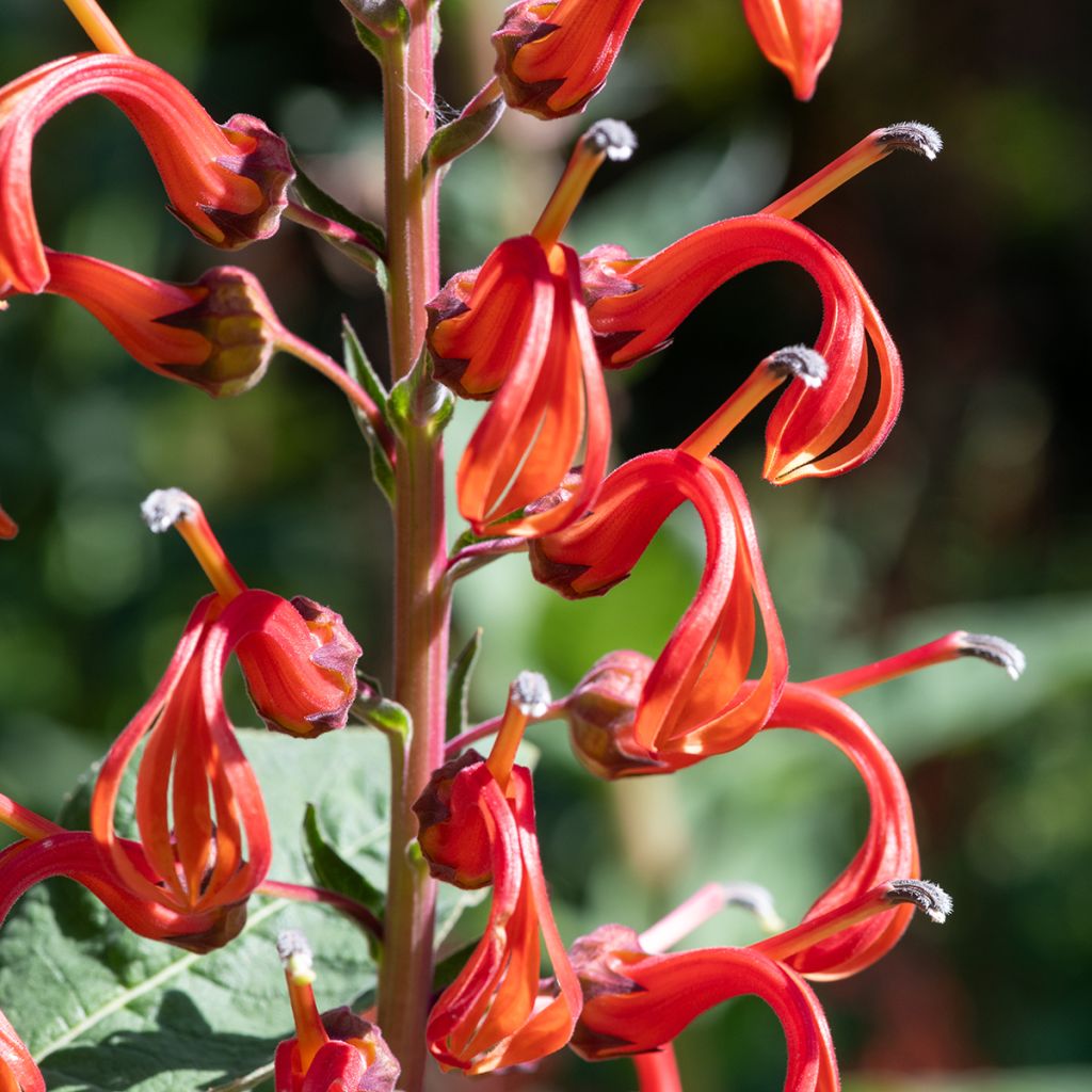 Graines de Lobelia tupa
