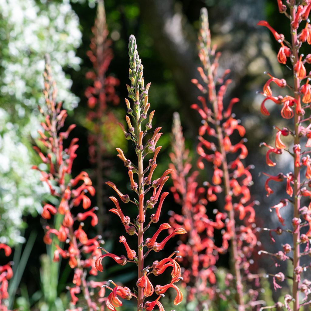 Graines de Lobelia tupa