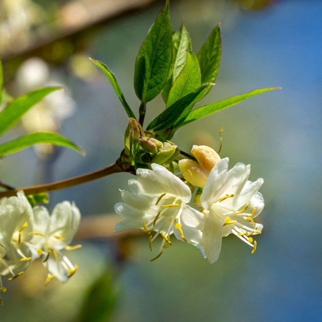 Lonicera fragrantissima - Chèvrefeuille d'hiver
