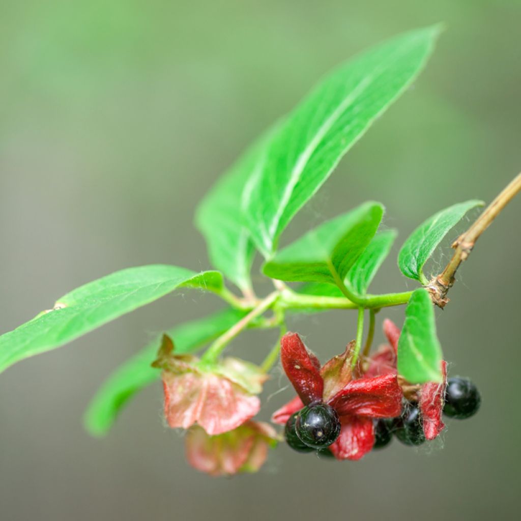 Lonicera involucrata var. ledebourii - Chèvrefeuille de Ledebour