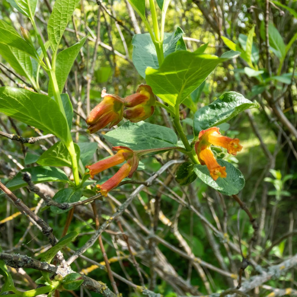Lonicera involucrata var. ledebourii - Chèvrefeuille de Ledebour
