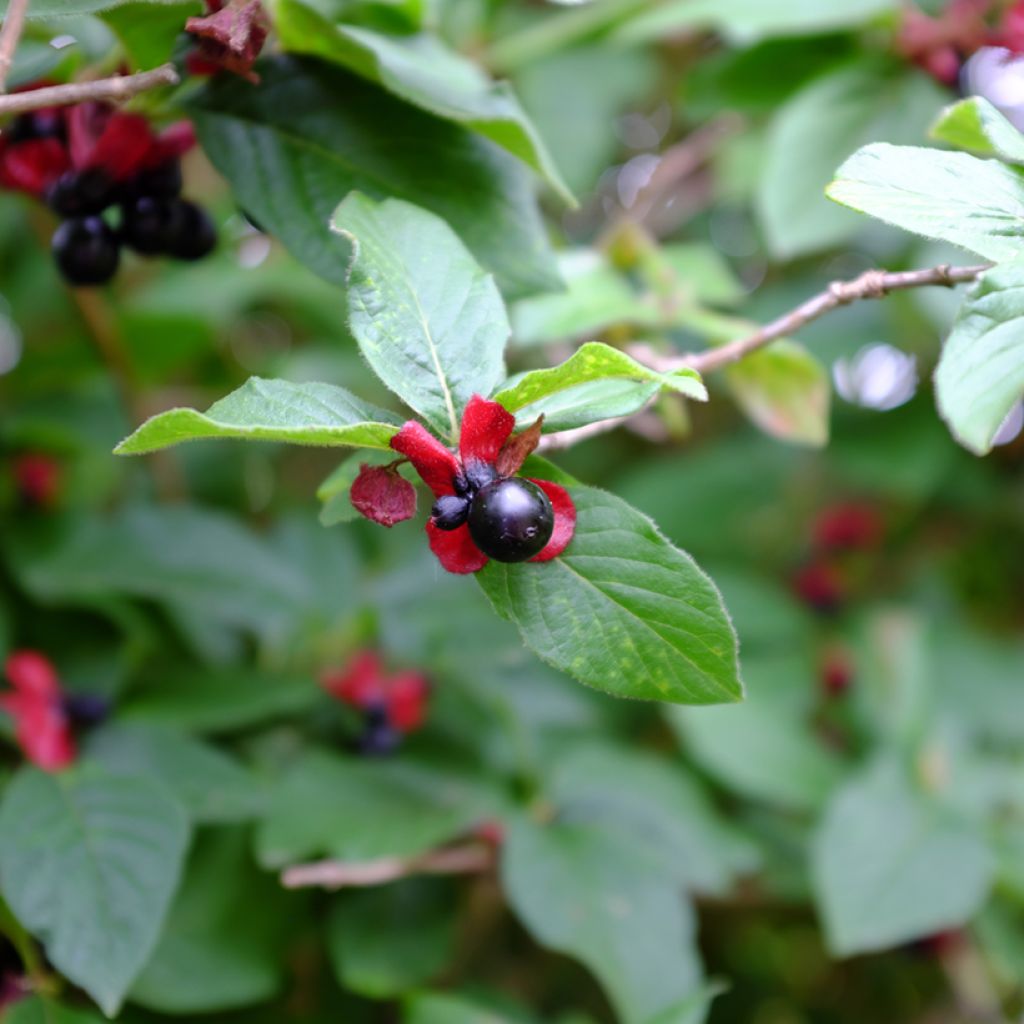 Lonicera involucrata var. ledebourii - Chèvrefeuille de Ledebour