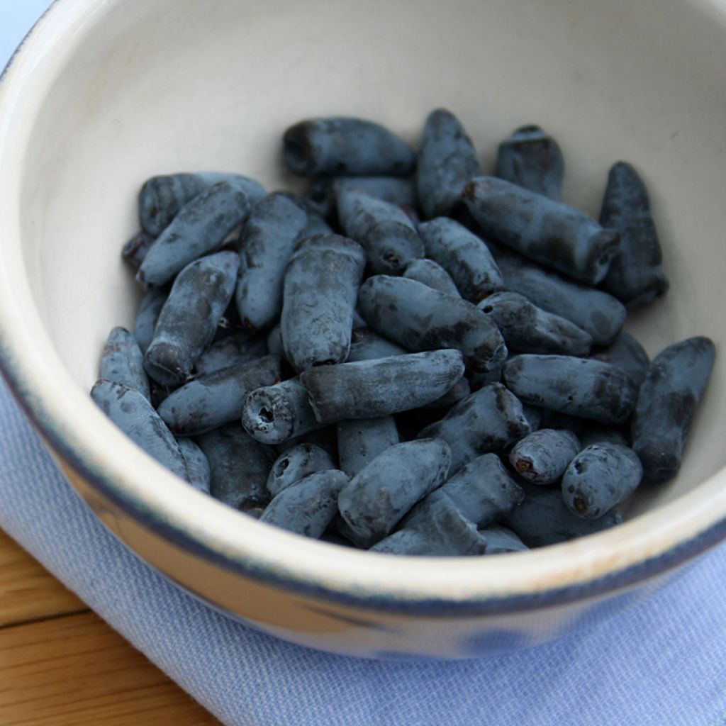 Lonicera kamtschatica Fialka - Baie de mai