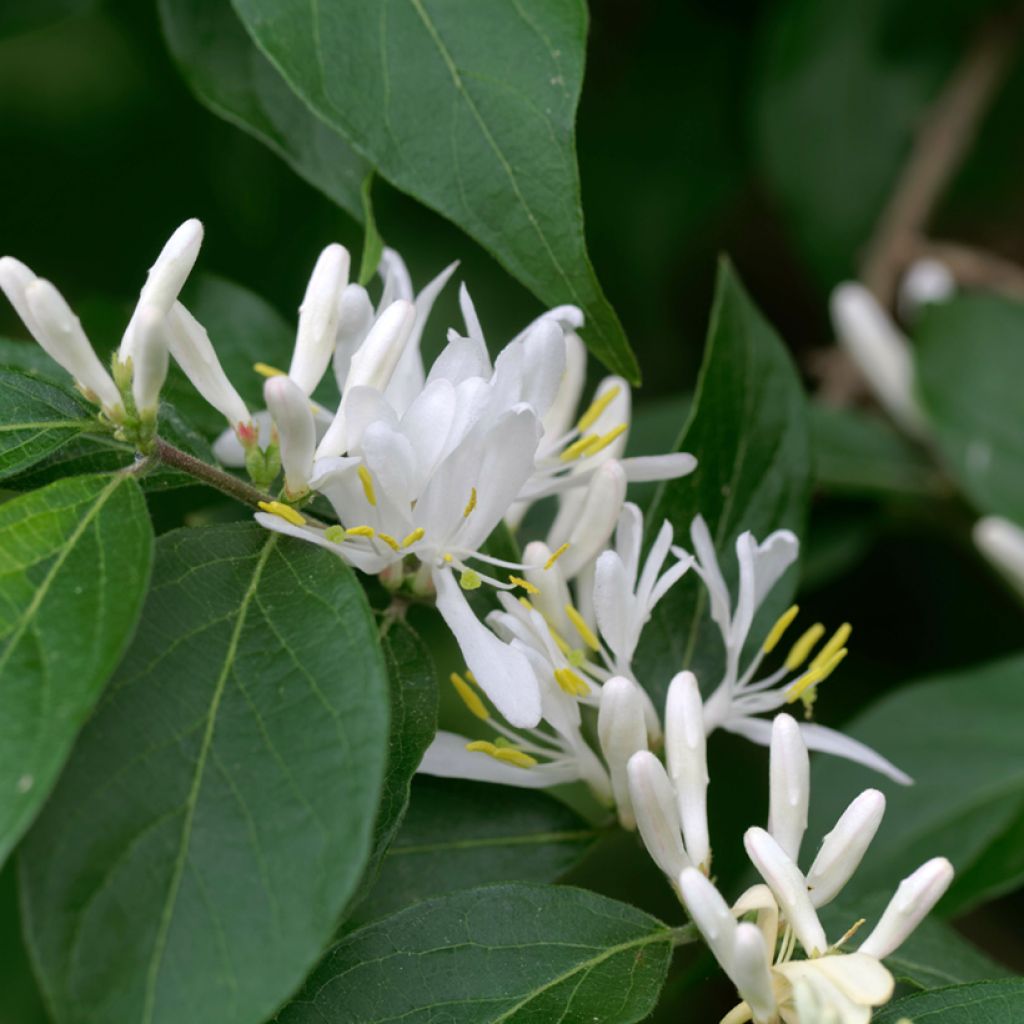 Lonicera maackii - Chèvrefeuille de Maack