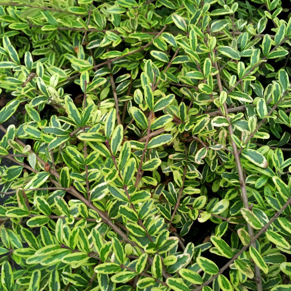 Lonicera nitida Lemon Beauty - Chèvrefeuille arbustif