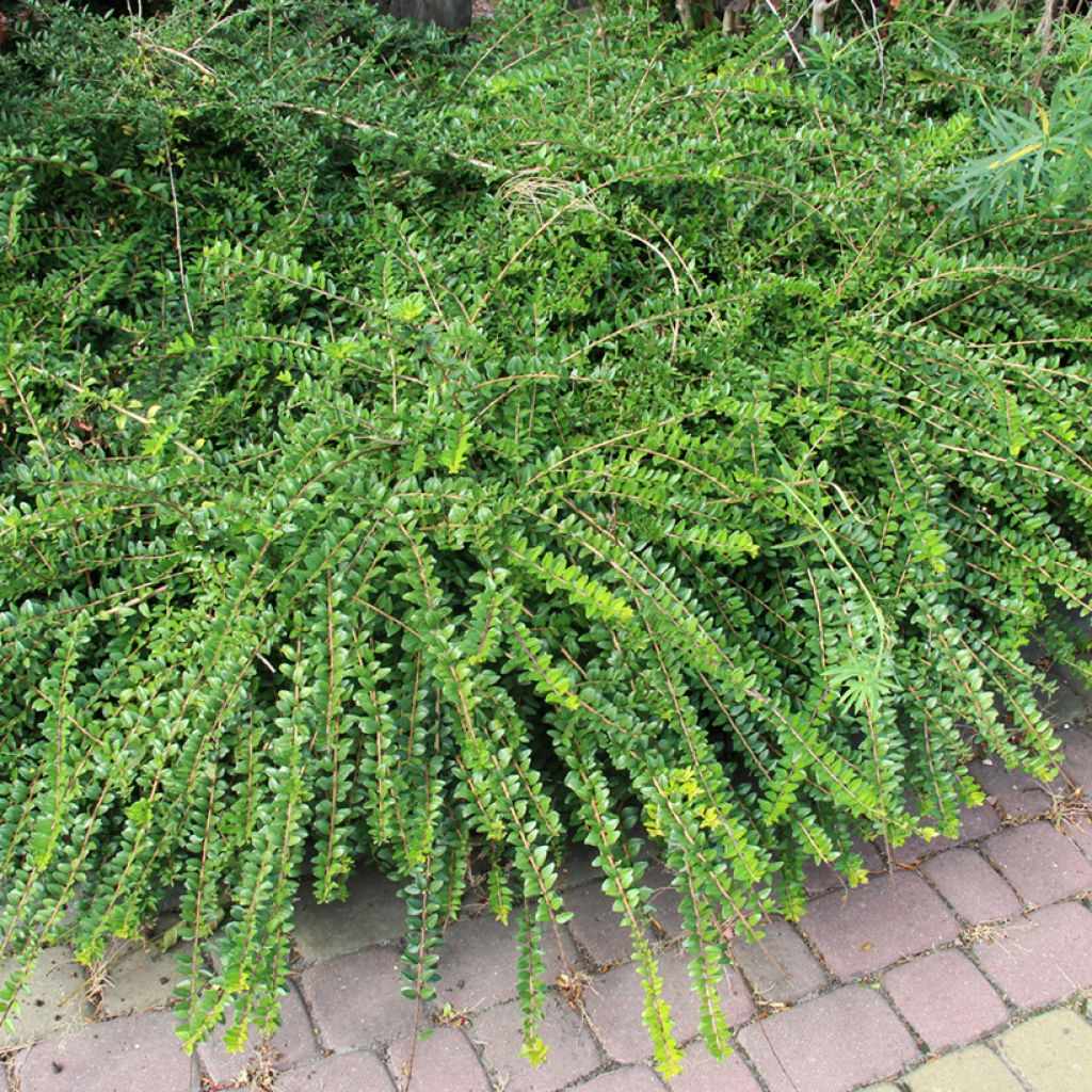 Lonicera pileata - Chèvrefeuille à cupule