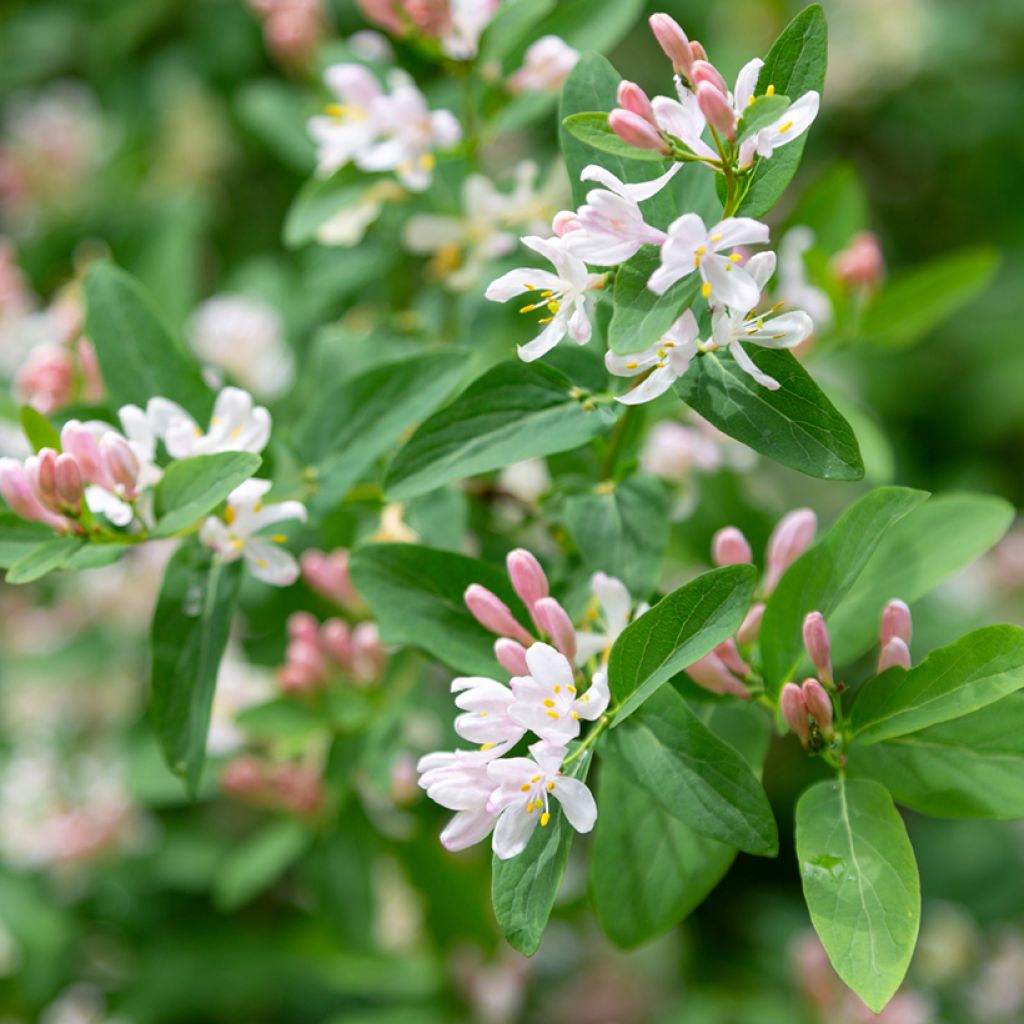 Lonicera tatarica - Chèvrefeuille de Tartarie