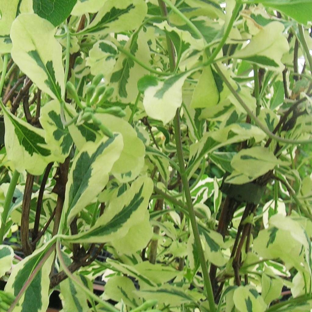 Chèvrefeuille panaché - Lonicera x italica Harlequin® 'Sherlite'