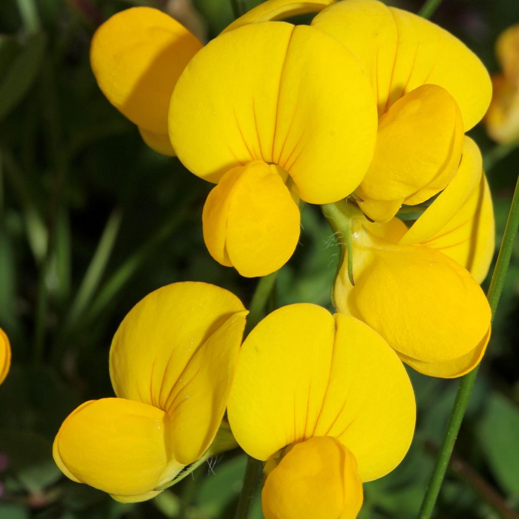 Lotus corniculatus - Lotier corniculé