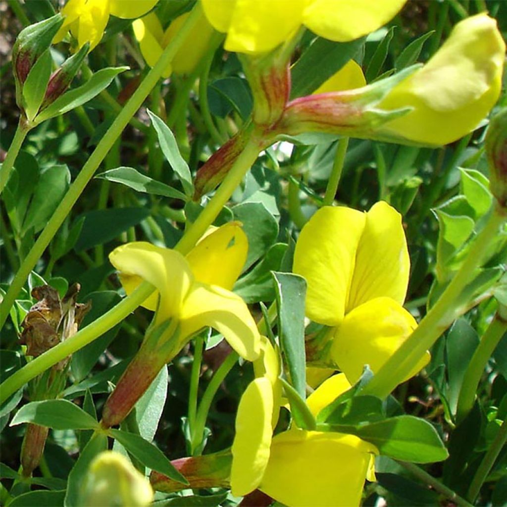 Lotus maritimus, Lotier