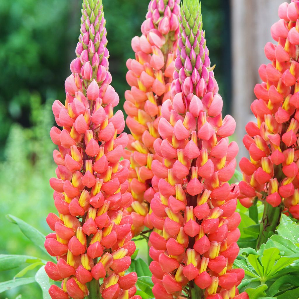 Lupin West Country Terracotta