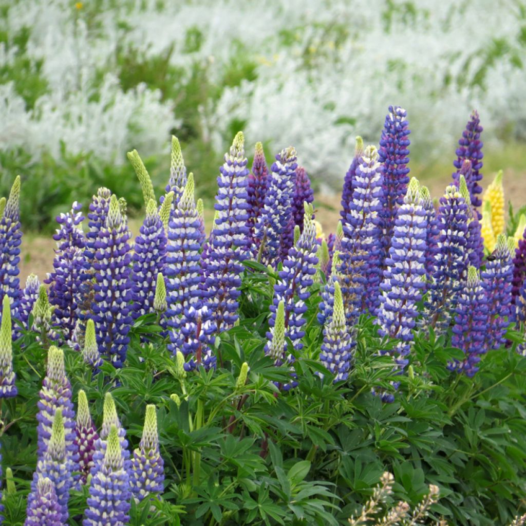 Graines de Lupin vivace Russell Hybrids The Governor - Lupinus polyphyllus