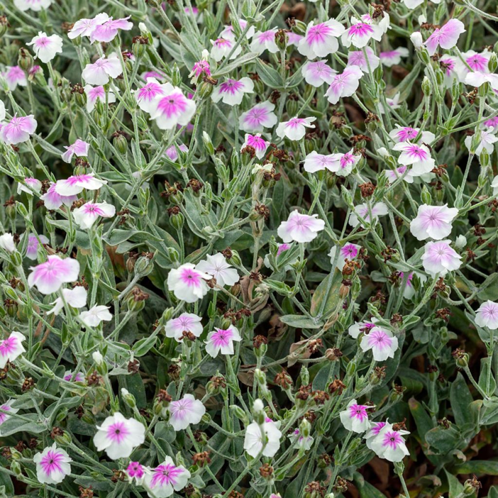 Lychnis coronaria Angel's Blush (Oculata)