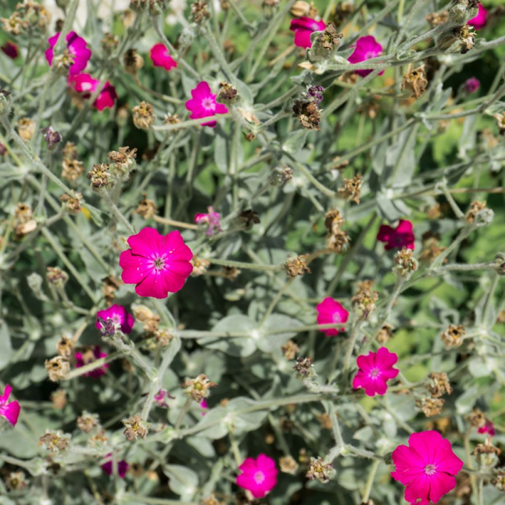 Lychnis coronaria Atrosanguinea - Coquelourde des Jardins