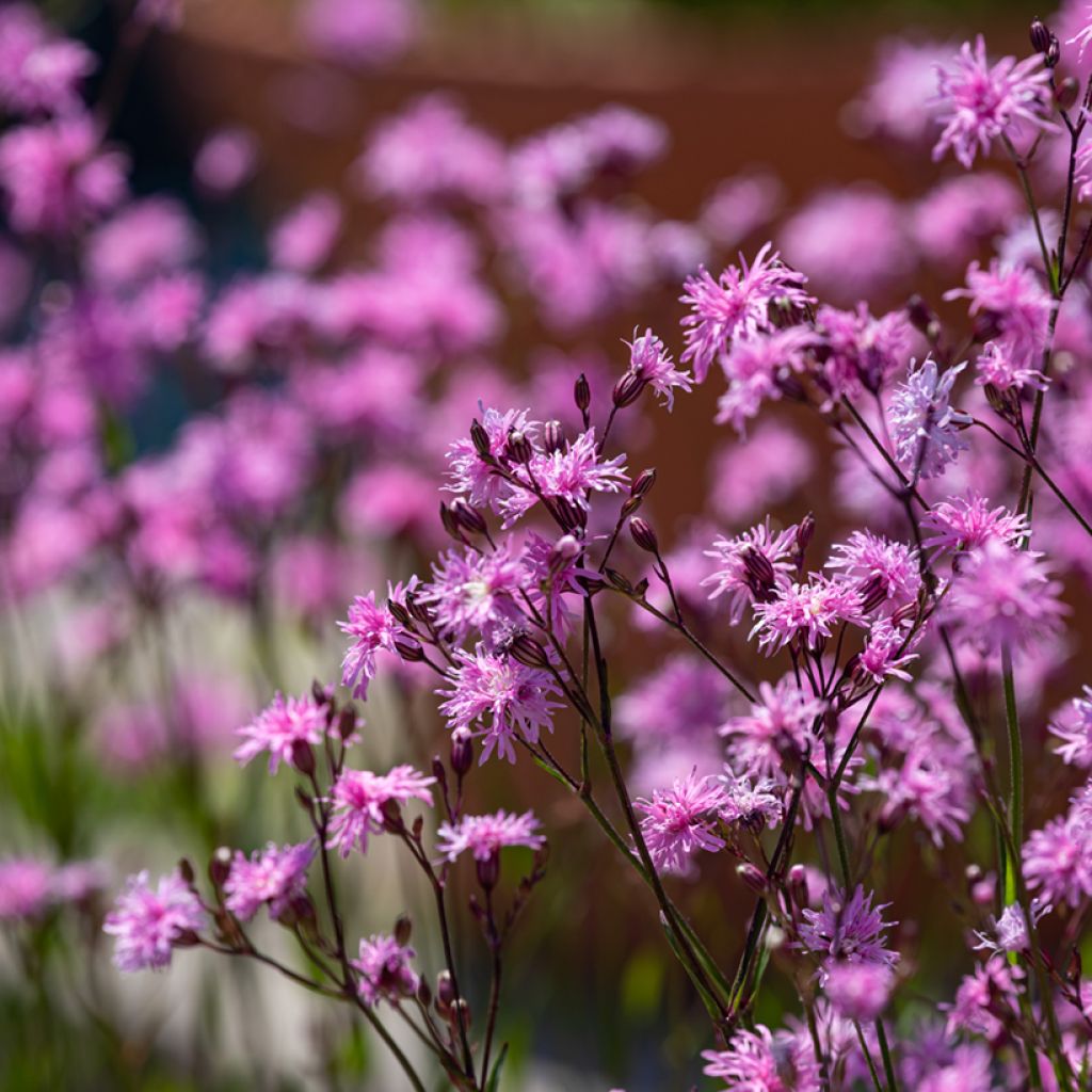 Lychnis flos cuculi Jenny - Oeillet des prés rose 