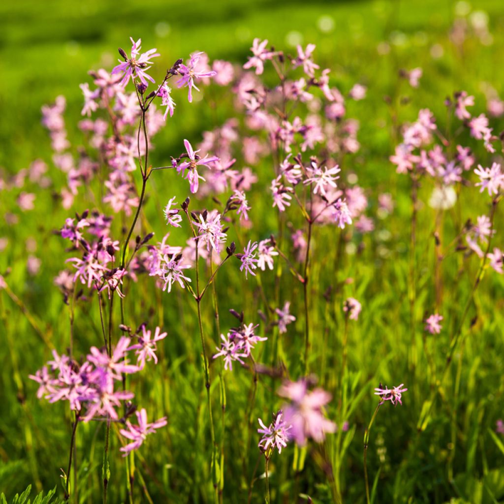 Lychnis flos-cuculi - Oeillet des près
