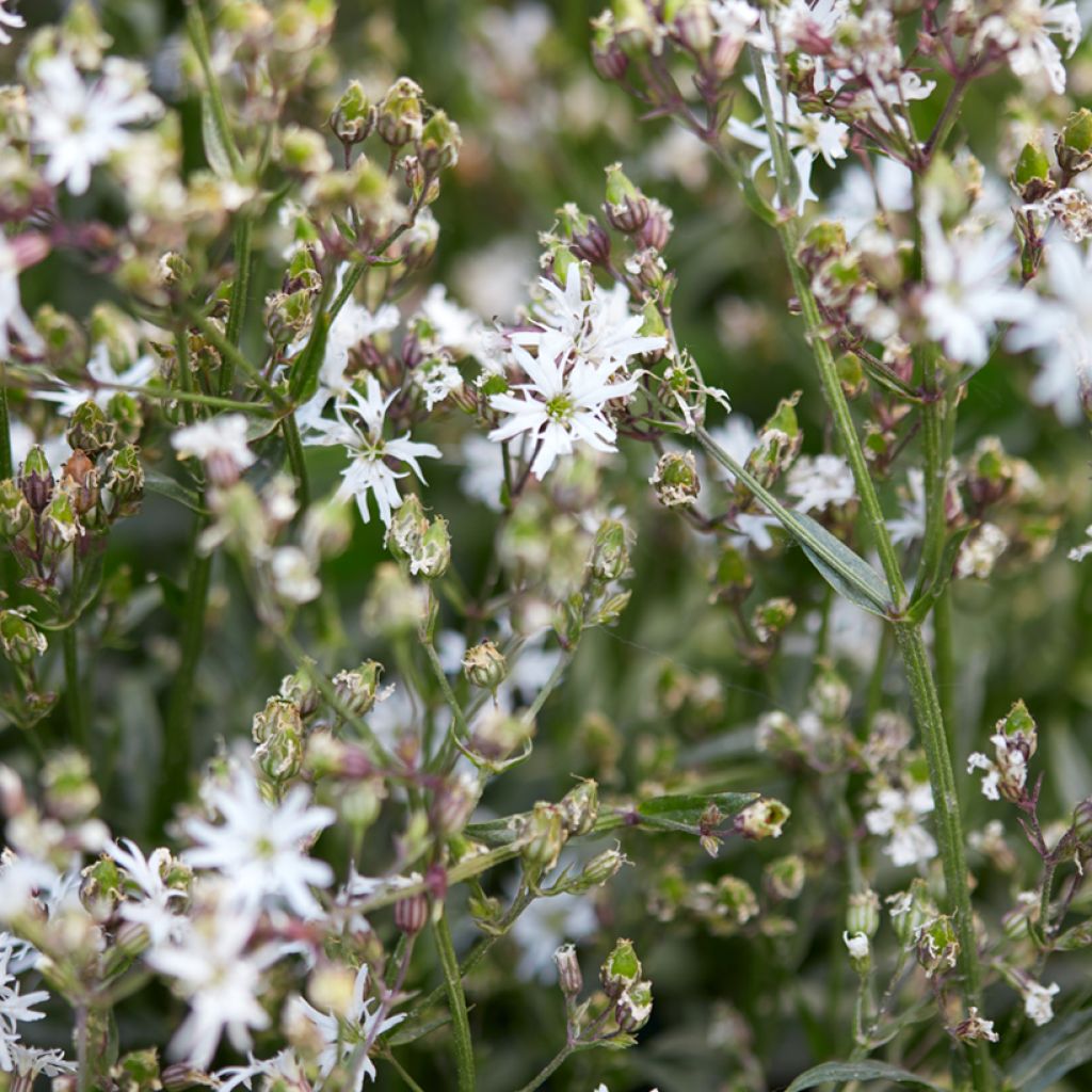 Lychnis flos-cuculi White Robin - Oeillet des prés blanc